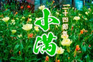 ◆二十四節気◆令和6年（2024）5月20日「小満（しょうまん）」です。◆