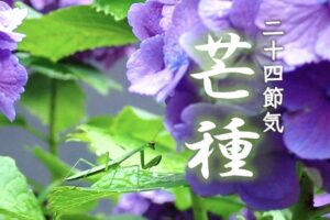 ◆二十四節気◆令和6年（2024）6月5日「芒種（ぼうしゅ）」です◆